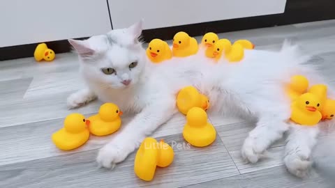 Funny animal video 😂