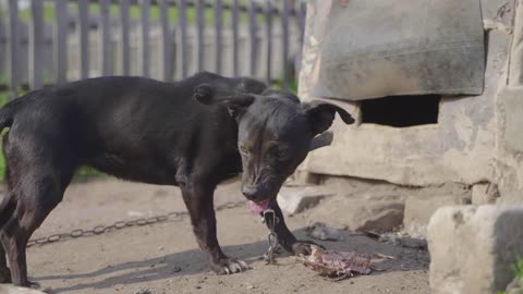 Dog on chain eating bone near the doghouse