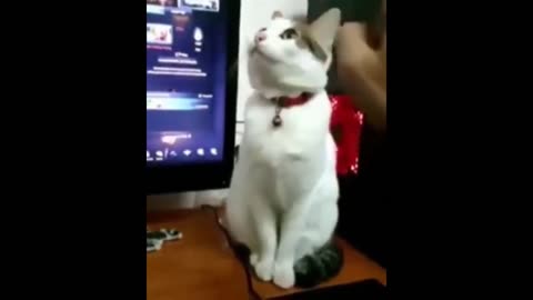 Funny Videos With Cats and Dogs