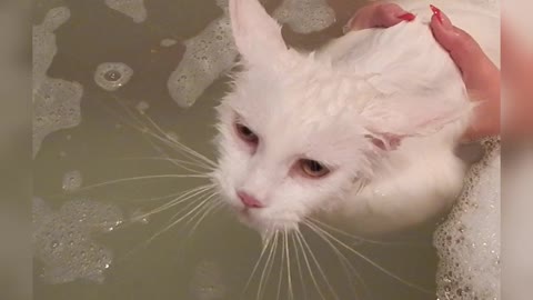 White Maine Coon takes a jacuzzi