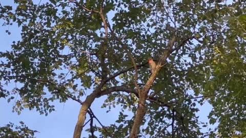 Red-Bellied Wood Pecker