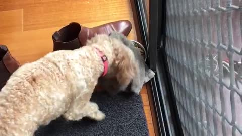 Cavoodle cover her food to protect it from birds