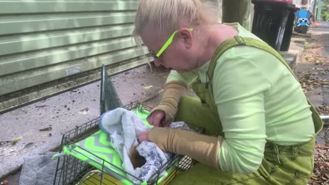 Rescuing a baby flying-fox on the ground this is Ghost