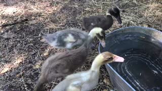 Well behaved ducklings get privileges