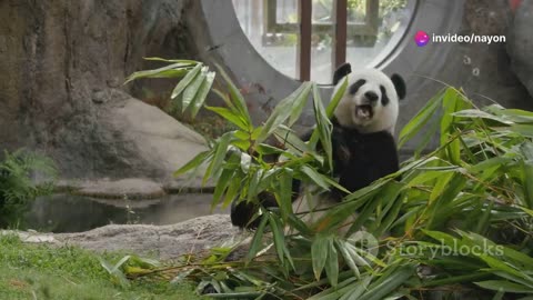 Panda Teaches Tiger to Eat Bamboo_ 🐼🐯(720P_HD)