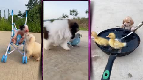 Puppies cute and the pig roaster and duck (tiktok compilation)