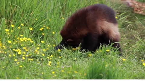 Wolverine | Wildlife | Predatory Animals |