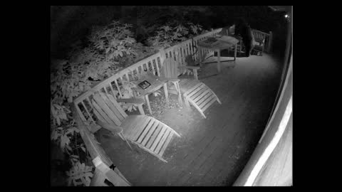 Surveillance Camera Catches Big Bear Looking For A Snack On Kingston Porch