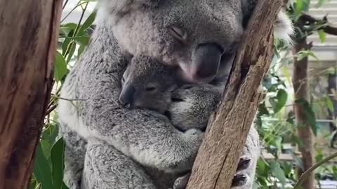 The cutest thing you’ll see today! 🐨