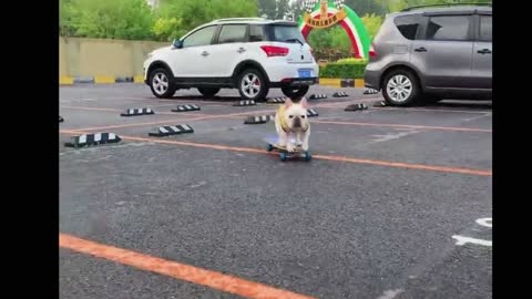 Amazing Skateboarding Dog.