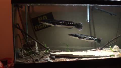 BIG breeding pair of TOMAN SNAKEHEADS