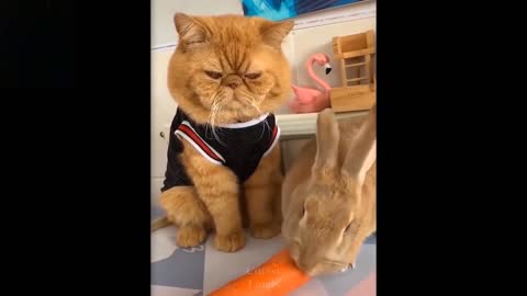 Funny dog and cat videos together playing and enjoing