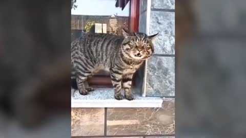 THIS CAT IS TALKING LIKE A HOOMAN