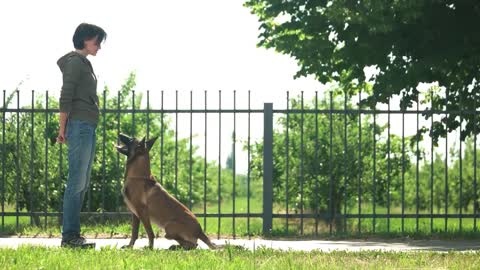 🐕 Basic Dog Training