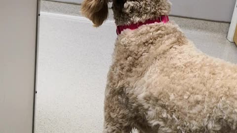 Puppy head tilt waiting for vet