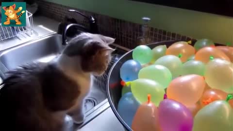 The Best Funny Cats Videos #15