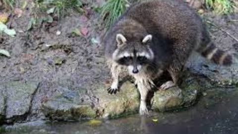 Raccooning raccoon, natureza da mulher