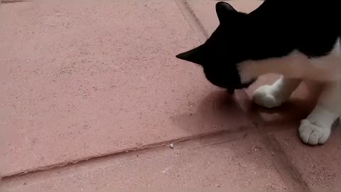 Cats Playing With A Bee