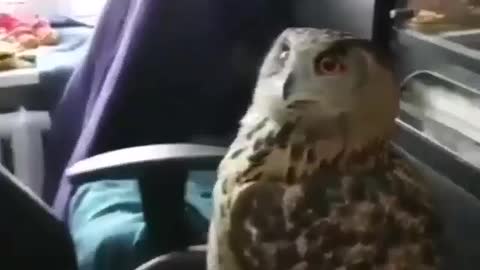 Funny owl 🤪