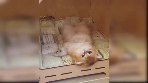 babycat #funnycats #aww Baby Cats - Cute and Funny Cat Videos Compilation #8 | Aww Animals