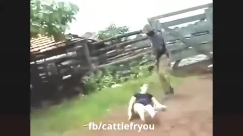 Funny animal attack in people