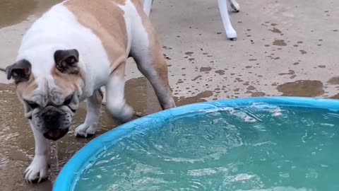 Farley arguing with ball in the pool trick.