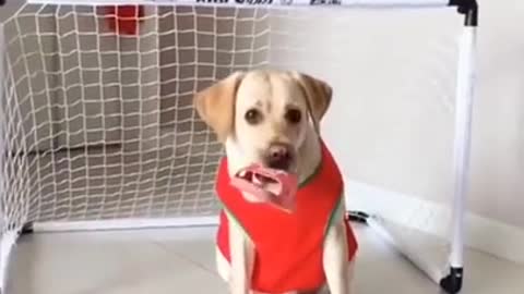 Funny dog video - dog playing football 2022