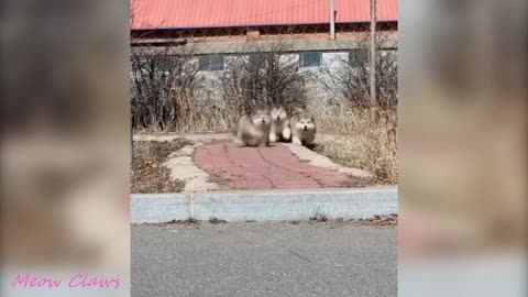 Cutest and Funiest Baby Alaskan Malamute