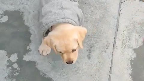 Labrador puppy training