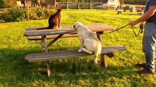 Kangal Dog Puppy