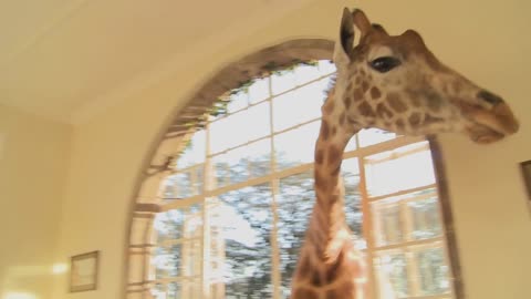 Giraffes stick their heads into the windows of an old mansion in Africa