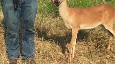 Friendly Deer Hangs Out During Dove Hunt