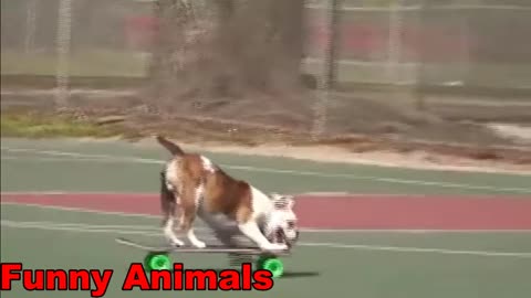 Funny animal videos