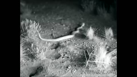 Kangaroo Rat Withstands A Hungry Snake