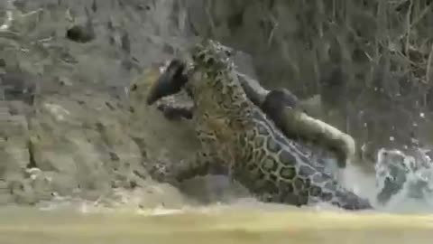 jaguar kills alligator 2021.