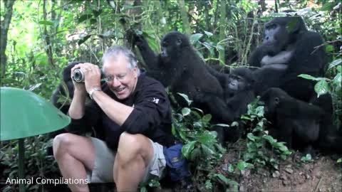 very funny Baby Gorillas Being Naughty - Cutest Compilation