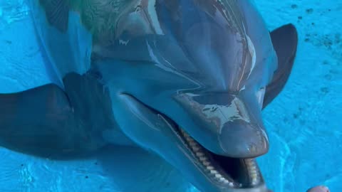 Happy Dolphin Trills