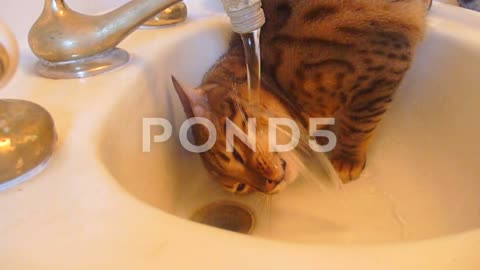 FunnyCatintheSink2_StockVideo_Pond5.mp4