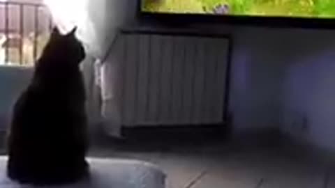 Cute Cat video