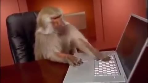 Chimpanzees play on computer