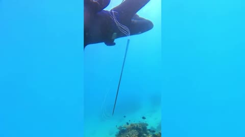 First Confirmed Sighting Of Incredibly Rare Oarfish In The Great Barrier Reef