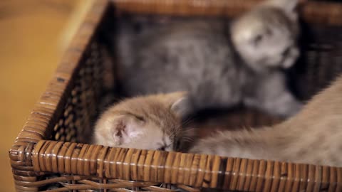 Three little kitten with blue eyes are sitting in a wicker box and trying to jump