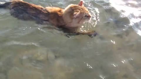 cat swimming