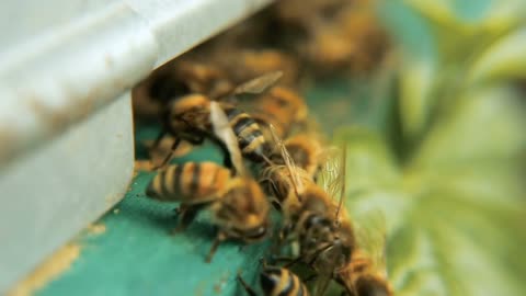 Entrance to the hive, hole. The bees fly in with nectar and pollen, land and fly away into the field