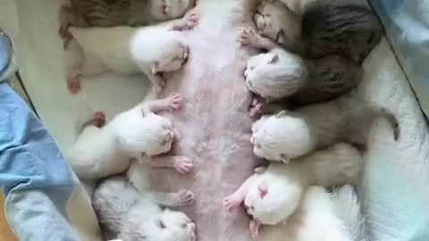 This cat gave birth to many kittens