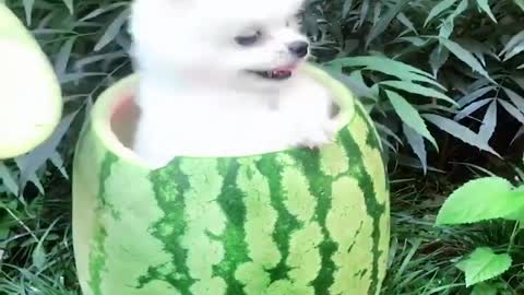 Can tiny fluffy dog eat whole watermelon? | Funny dogs | Cute pets