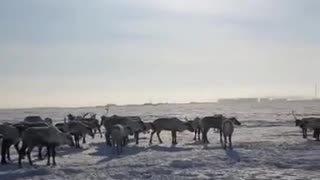 Beautiful residents of the Northern territory