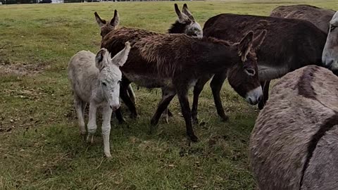 Donkey Field Donkeys Love Attention Farming Life