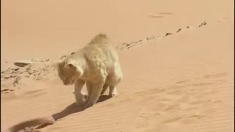 Sand Cat VS Desert Snake