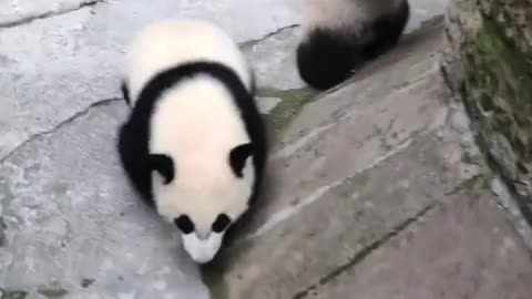 Adorable Panda Cubs on the Move! #shortscute #pets #shortsviral #cute #shortsfunny #cuteanimals